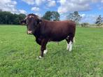 brandrode dek stier, Dieren en Toebehoren, Runderen, Mannelijk