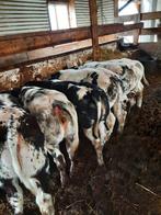 Mooi vee van 3 tot 4 maande oud  prijs is ex. btw   ubn, Dieren en Toebehoren, Runderen, Vrouwelijk