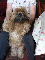 Shih-Tzu Maltezer Pekingees prachtige mix 1 jaar oud reutje, Rabiës (hondsdolheid), 1 tot 2 jaar, Eén hond, Nederland