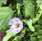 Wonderplant zegekruid Nicandra physalodes lampionnetje zaden, Ophalen of Verzenden, Voorjaar, Volle zon, Zaad