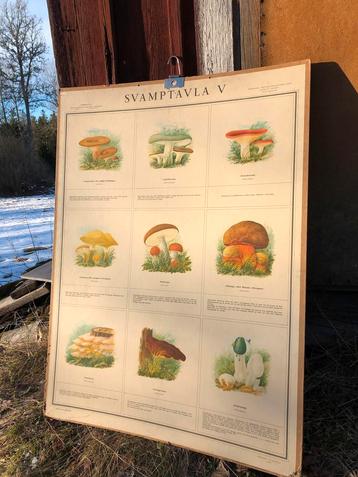 Diverse vintage Zweedse schoolplaten, botanisch, landkaart beschikbaar voor biedingen