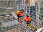 Lori van de blauwe bergen koppel onverwant, Dieren en Toebehoren, Meerdere dieren, Parkiet, Geringd