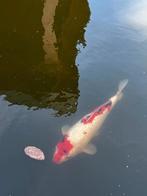 2x Karper, Dieren en Toebehoren, Vissen | Vijvervissen, Karper of Koi