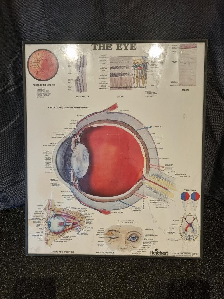 ingelijste poster van het oog "The Eye", Rechthoekig Staand, Met lijst, Ophalen of Verzenden, Zo goed als nieuw