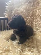 Schattige mini doodles, Dieren en Toebehoren, Honden | Niet-rashonden, Rabiës (hondsdolheid), 8 tot 15 weken, Meerdere, Meerdere dieren