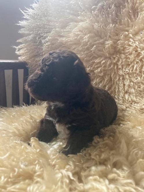 Schattige mini doodles, Dieren en Toebehoren, Honden | Niet-rashonden, Klein, Meerdere dieren, Particulier, Meerdere, Nederland