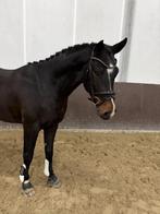 Stoere 3-jarige E-pony, Dieren en Toebehoren, Pony's, E pony (1.48m - 1.57m), Met stamboom, Dressuurpony, Hengst