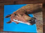 Prachtige grote poster Paard reliëf, Ophalen, Zo goed als nieuw, A1 t/m A3, Film en Tv