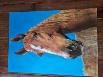 Prachtige grote poster Paard reliëf  beschikbaar voor biedingen