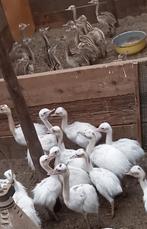 Nandoe kuikens. Gesekst, onverwant., Dieren en Toebehoren, Pluimvee, Meerdere dieren, Kip