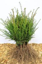 Goedkope coniferen, dennen, sparren, conifeer, den, spar, Ophalen of Verzenden, Conifeer, 100 tot 250 cm