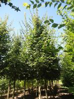 Solitaire bomen leibomen dakbomen zuilbomen, Tuin en Terras, Ophalen, Volle zon, Overige soorten