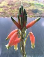 Biologische Aloe hummus bloeiende oranje groen, Ophalen of Verzenden, Minder dan 100 cm, Bloeiende kamerplant, Volle zon