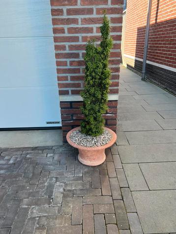 Bijzondere aardewerk bloempot met plant beschikbaar voor biedingen