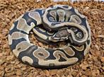 Bewezen Scaleless Head 100% het Pied - man, Dieren en Toebehoren, Reptielen en Amfibieën, Slang, 3 tot 6 jaar