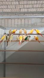 Gezocht , mutaties pyrrhura's , Caiques, Meerdere dieren, Parkiet