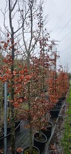 Bomenopruiming. Restant Groen/rode beuk. 6/10 cm stamomtrek, Tuin en Terras, In pot, Halfschaduw, 250 tot 400 cm, Overige soorten