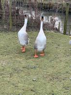 Te koop mooi span Chinese knobbel ganzen, Dieren en Toebehoren, Pluimvee, Meerdere dieren, Gans of Zwaan