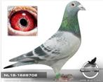 Postduif "YOUNG THORWALD" H. & E.J. Eijerkamp, Dieren en Toebehoren, Vogels | Overige Vogels, Mannelijk