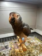 Grijze roodstaart Timneh man 2010, Dieren en Toebehoren, Vogels | Parkieten en Papegaaien, Mannelijk, Papegaai