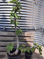 Vijg / Ficus carica Brown Turkey, Tuin en Terras, Planten | Bomen, Bloeit niet, 100 tot 250 cm, Ophalen, Volle zon