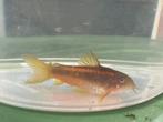 Osteogaster (Corydoras) CW010 Goldstripe, Dieren en Toebehoren, Vis, Zoetwatervis