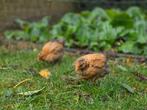 Kuikens, Dieren en Toebehoren, Pluimvee, Geslacht onbekend, Kip