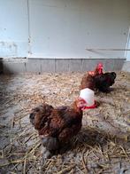 Broedeieren cochin goudgezoomd, Dieren en Toebehoren, Pluimvee, Geslacht onbekend, Kip