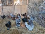Krielkippen diverse rassen Zijdehoen, Cochin en Wyandotte, Dieren en Toebehoren, Pluimvee, Vrouwelijk, Kip