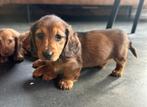 Langharige Dwergteckel pups, Dieren en Toebehoren, Honden | Teckels en Dashonden, Nederland, CDV (hondenziekte), 8 tot 15 weken