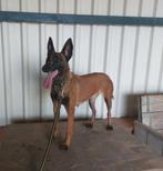 Mechelse herder, Rabiës (hondsdolheid), Teef, Eén hond, 3 tot 5 jaar