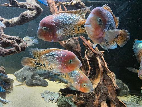 6x Vieja synspilum cichlide, Dieren en Toebehoren, Vissen | Aquariumvissen, Vis