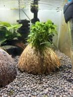 Anubias Thick leaf op kokosnoot, Dieren en Toebehoren, Vissen | Aquariumvissen, Kreeft, Krab of Garnaal