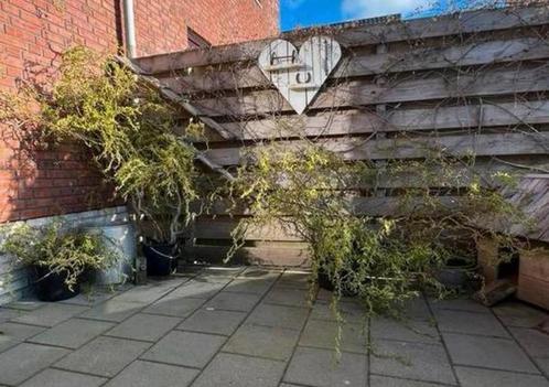 Krulwilg stekjes, Tuin en Terras, Planten | Bomen, Overige soorten, Ophalen