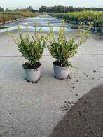 Ilex crenata - Japanse hulst, Ophalen, Bloeit niet, Halfschaduw, Overige soorten