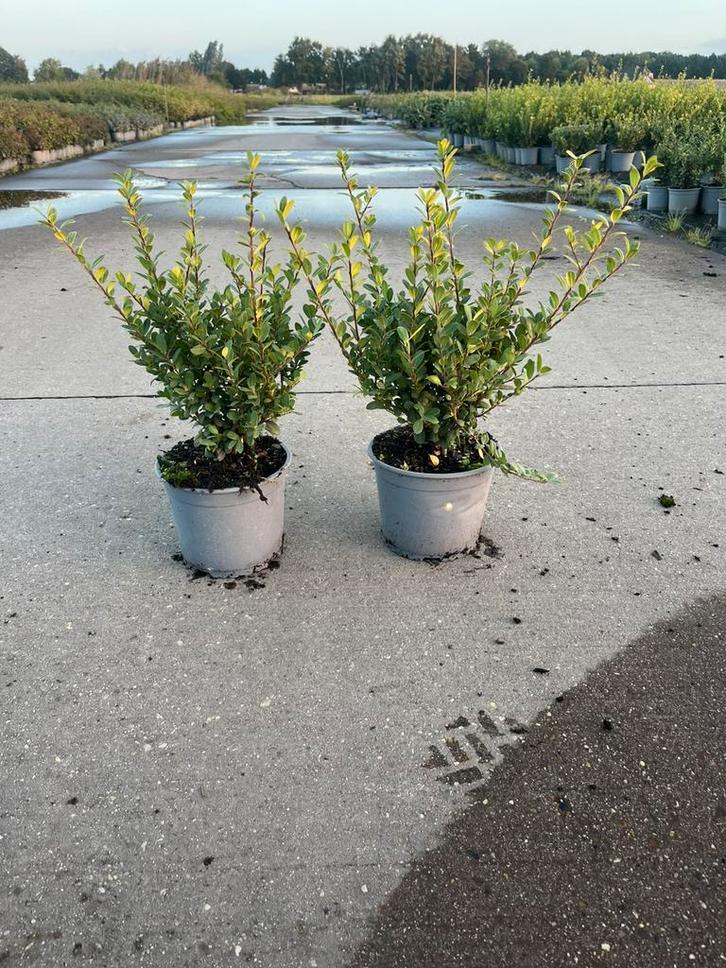 Ilex crenata - Japanse hulst, Tuin en Terras, Planten | Bomen, Overige soorten, 100 tot 250 cm, Halfschaduw, Bloeit niet, Ophalen