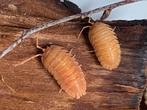 Armadillidium pallasii ‘Orange’, Overige soorten