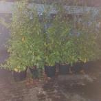Laurierbomen in pot, In pot, Bloeit niet, Halfschaduw, 100 tot 250 cm