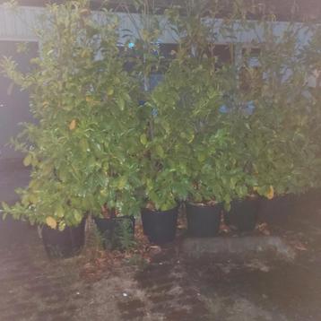 Laurierbomen in pot beschikbaar voor biedingen
