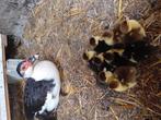 Musket eenden kuikens 9 stuks moeten weg!!, Dieren en Toebehoren, Pluimvee, Geslacht onbekend, Eend
