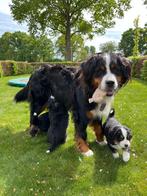 Berner sennen puppy's, Dieren en Toebehoren, Meerdere, Meerdere dieren, Nederland, Particulier