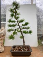 Bonsaï Japanse Larix (Larix Kaempferi), In pot, Minder dan 100 cm, Overige soorten, Volle zon