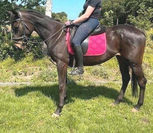 Super lieve 4-jarige E-pony/klein paard ca. 1.57m, Dieren en Toebehoren, Pony's, Merrie, E pony (1.48m - 1.57m), Recreatiepony