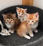Kruising Maine Coon kittens - 2 katertjes beschikbaar, Dieren en Toebehoren, Katten en Kittens | Raskatten | Langhaar, Meerdere dieren