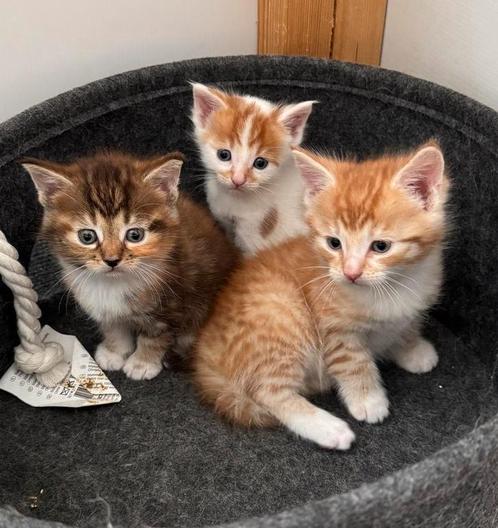 Kruising Maine Coon kittens - 2 katertjes beschikbaar, Dieren en Toebehoren, Katten en Kittens | Raskatten | Langhaar, Meerdere dieren