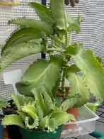 Bommenwerper plant kalanchoë mother of thousand, Ophalen, Overige soorten, Minder dan 100 cm