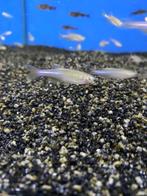 Danio goud 1.50 per stuk, Dieren en Toebehoren, Vis, Zoetwatervis, Schoolvis