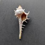 Schelpen - Murex occa, Verzamelen, Ophalen of Verzenden, Schelp(en)