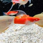 Xiphophorus helleri, Dieren en Toebehoren, Vis