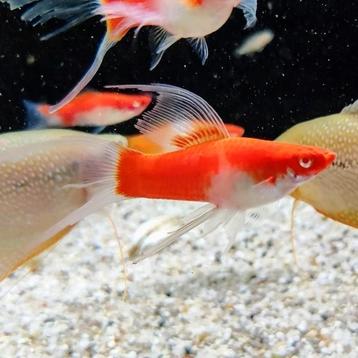 Xiphophorus helleri beschikbaar voor biedingen